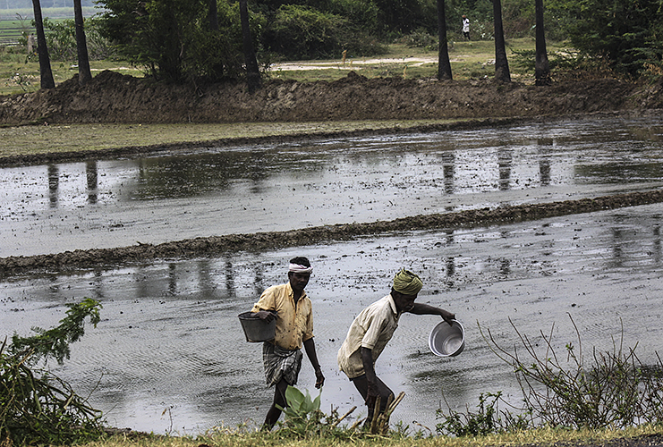 Fertilizing the Fields 2-Kumbakkonam